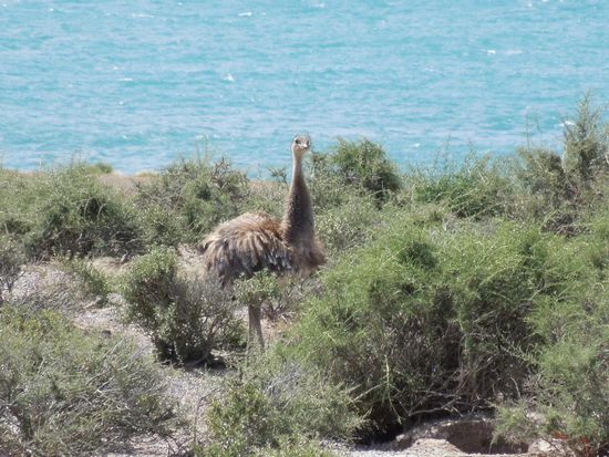 Ein Strauss-Verwandter, der Nandu "in seinem wackelnden Rock"