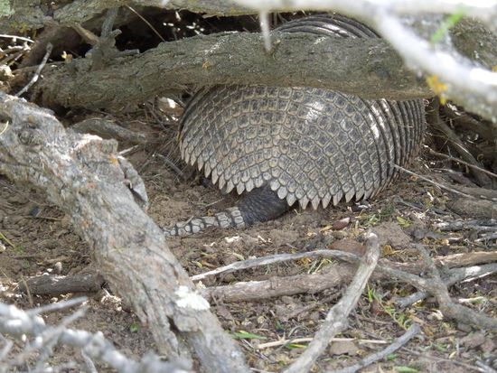 Ein schöner Rücken kann auch entzücken ...