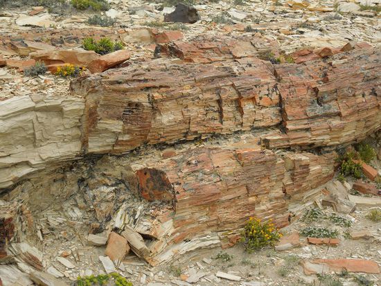 Versteinerter Baumstamm