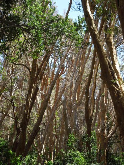 Mitten im Arrayane-Wald