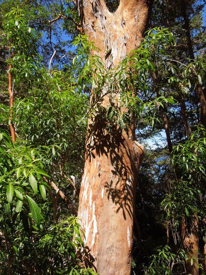 Arrayane mit zimtfarbener und samtig-weicher Rinde