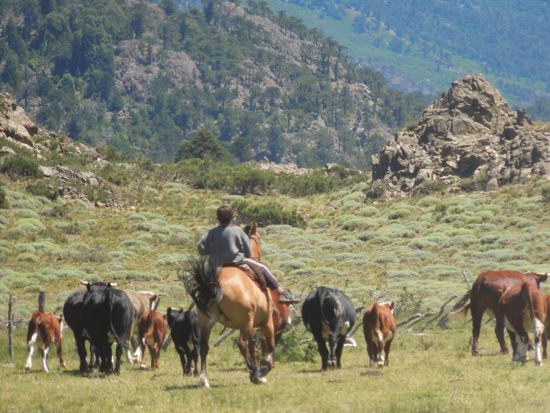 Mapuche beim Viehtreiben