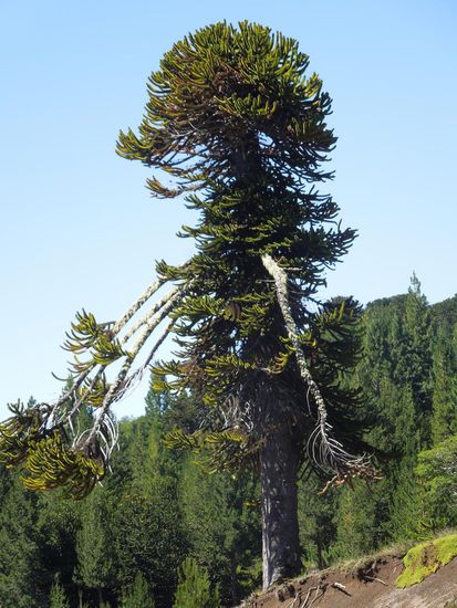 Ein "Araukarien-Mensch" am Wegesrand
