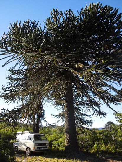 Im Schutz der Araukarie schliefen wir super und sammelten Kraft für das Bevorstehende ...