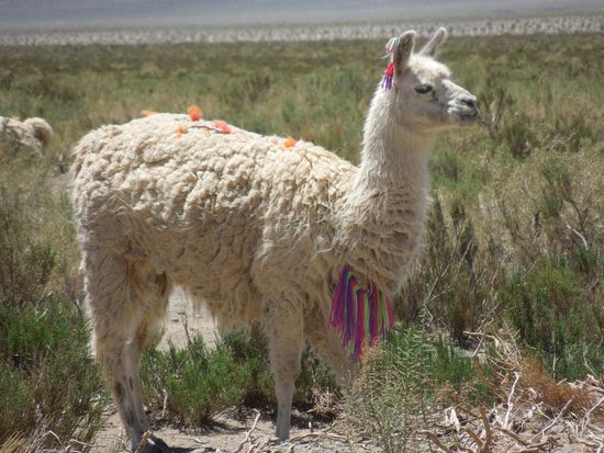 Lama im Carnevals-Outfit