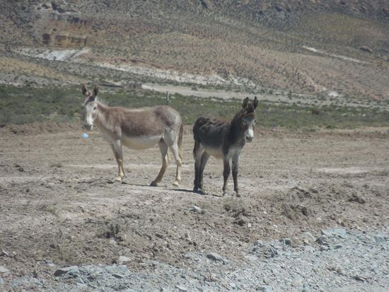 Sind Esel treue Seelen?