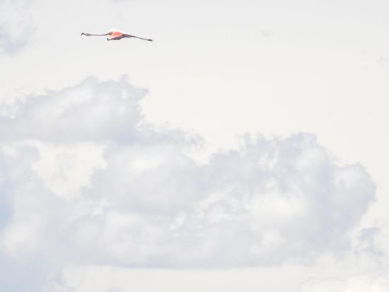 Dieser fliegende Stock ist ein Flamingo 