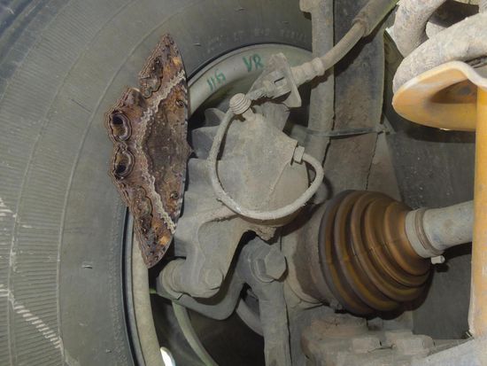 Ein Flattermann, der sich`s am Bussli gemütlich macht