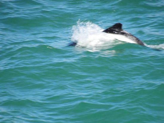 pfeilschnelle Schwimmer