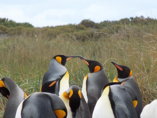 Tête à tête auf pinguinisch