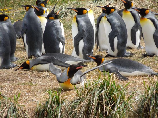 Flauschige Fellträger