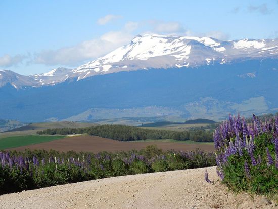 Schneegipfel, intensives Grün und leuchtendes Violett - NATUR