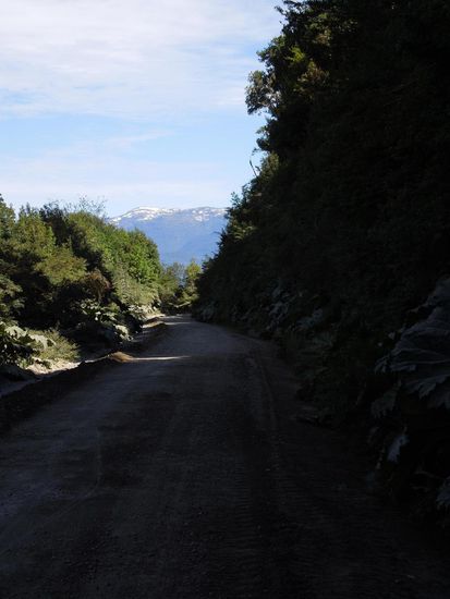 Verstaubte Nalca-Stauden m Strassenrand