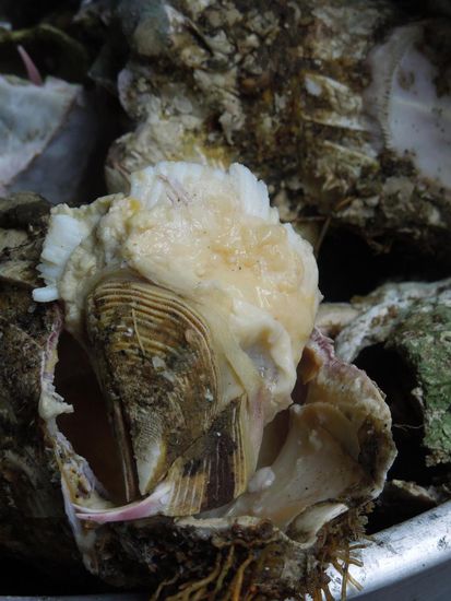 Ein Picoroco in seiner Hülle