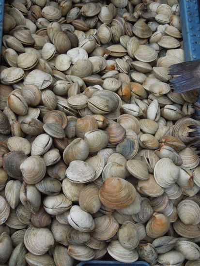 Unendlich viele Muscheln