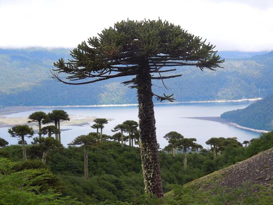 Araukarischer Ausblick 