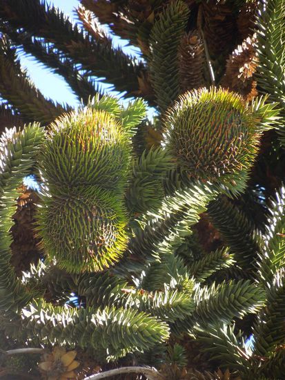 So sehen die weiblichen Araukarien aus ...