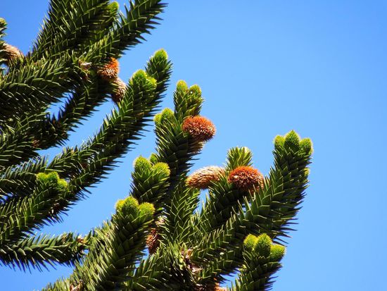 ... das sind die männlichen Araukarien-Zapfen