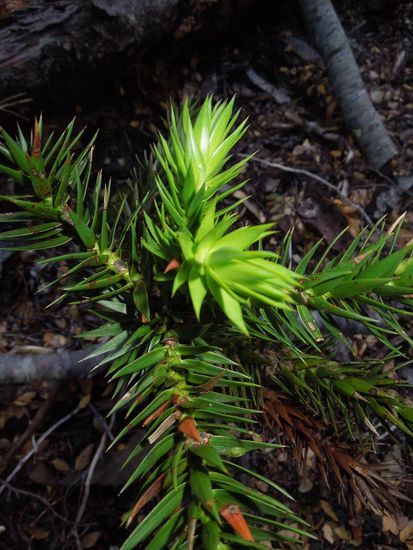und das ist das Ergebnis-ein Araukarien-Mini ... so klein und schon ganz stachlig!!!