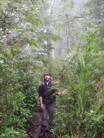 Walking in the rain ... immergrüner Wald 
