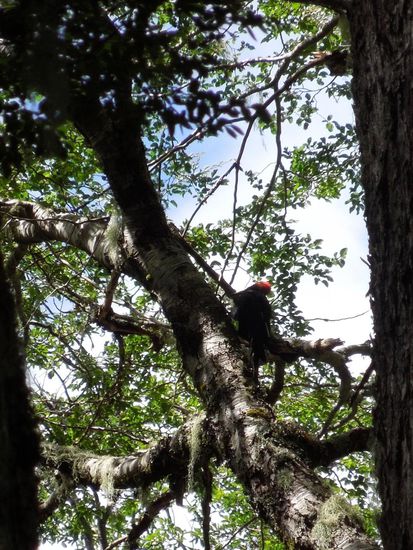 Ein Andenspecht mit rotem Kopf
