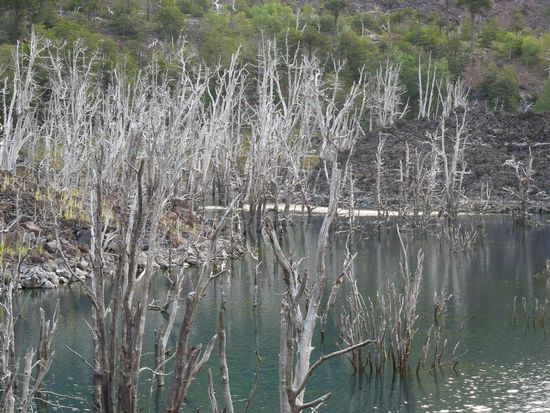Lavastrom im Hintergrund; toter Wald im Vordergrund