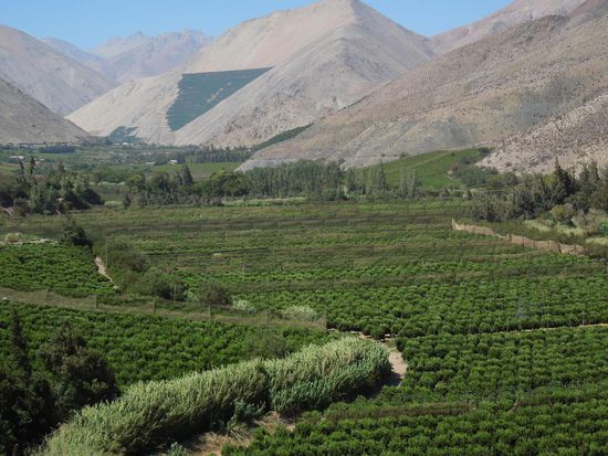 Ein fruchtbarer grüner Landstrich