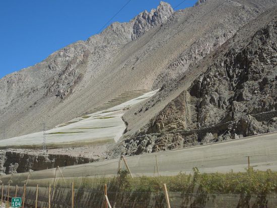 Weinreben in absoluter Hanglage - hier mit Windschutz