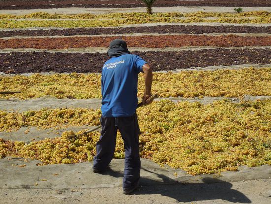 14 Tage trocknen die roten Trauben zu Rosinen; 7 Tage benötigen die weissen Trauben