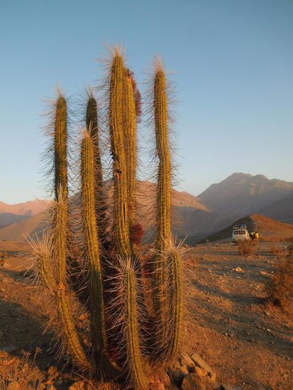 Unser Bussliplatz oberhalb von Vicuña