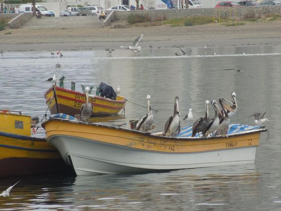 Aufmerksamen Pelikanen entgeht kein Fisch