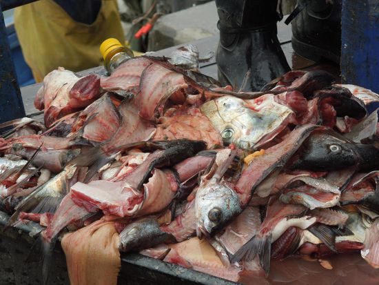 Reste vom Fischmarkt gefällig?