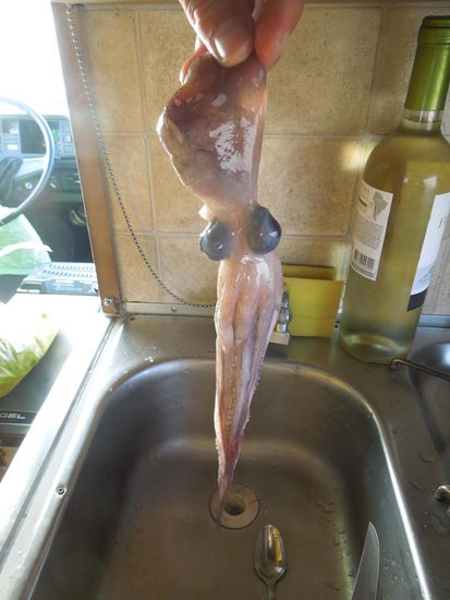 Pulpo im rohen Zustand ...