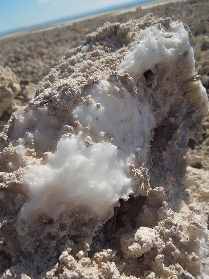 "Salz-Sand-Gewächs"