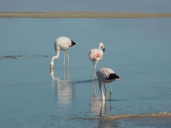 Kollegas mit sexy Beinen 