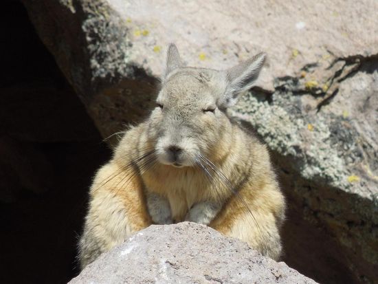 Es ist so herrlich warm in der Sonne ...