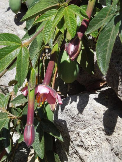 Blüte der Tumbo Frucht
