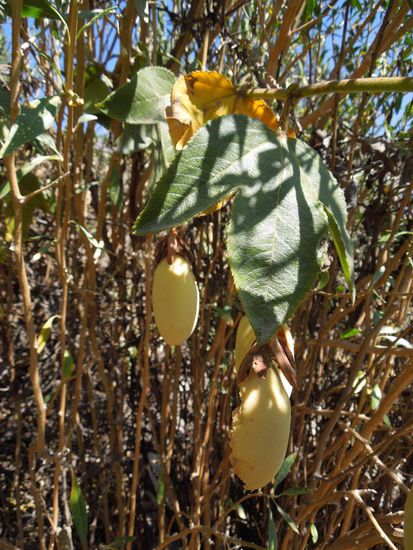 Reife Tumbo = lecker