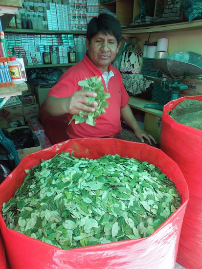 Wieviel Kilo frische Kokablätter dürfen`s sein?