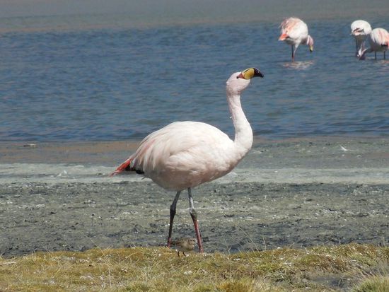 James in voller Pracht