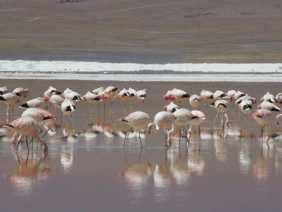 "Spiegelflamingos"