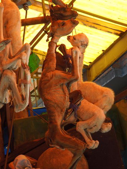 Lamaföten auf dem Hexenmarkt - diese werden beim Hausbau in jede Ecke eingemauert und beschützen die Bewohner ...