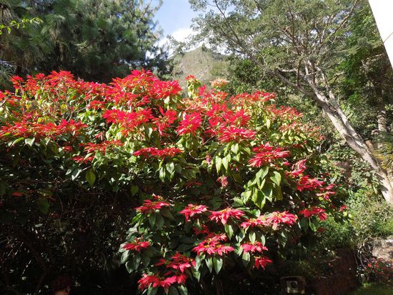 Ein Weihnachtsstern in XXL