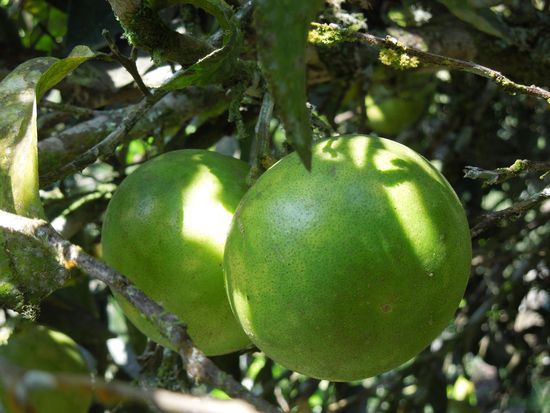 Pomelo = Grapfruit = Pampelmuse 