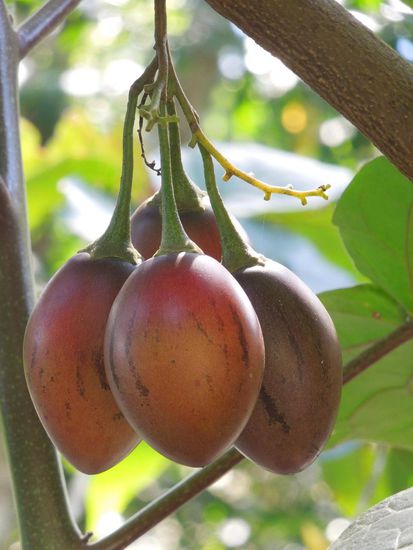 Baumtomate = leckerer Saft