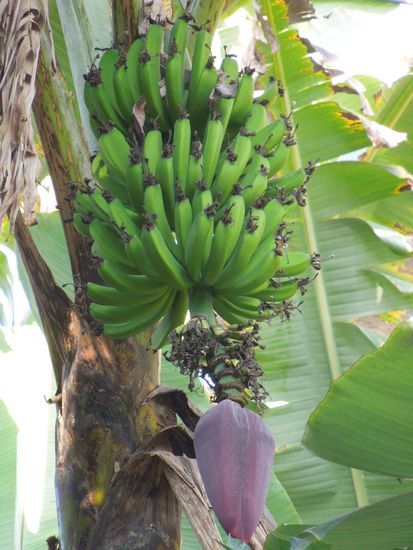 Bananenstaude mit Blüte