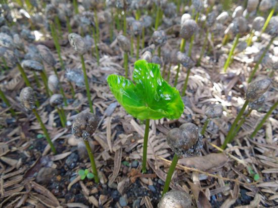 Ca 2 monatige Kaffepflanze