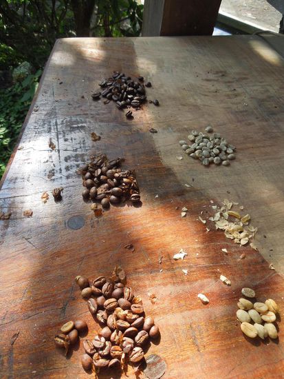 Kaffeebohnen in verschiedender Röstung - Kaffeplantage Munaipata