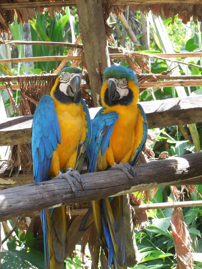 Ein wunderschönes Pärchen