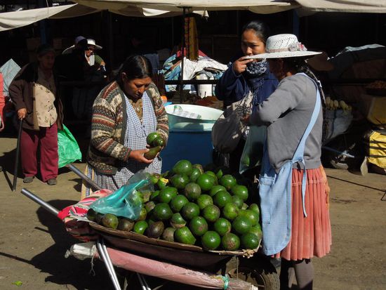 Cremige Paltas (=Avocado) karrenweise